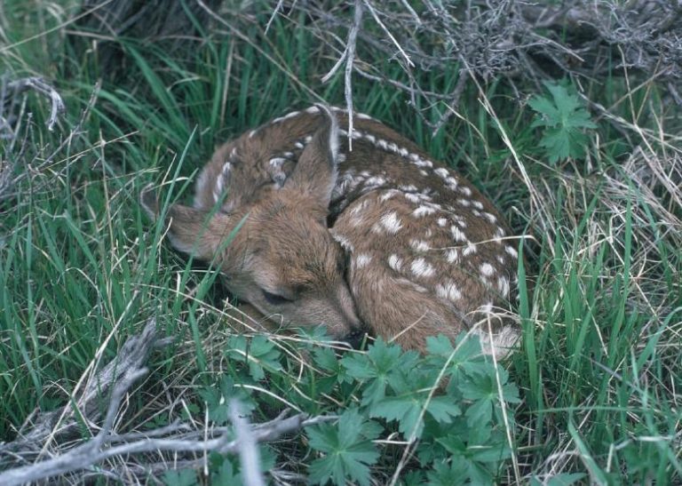 When & Where Do Deer Sleep? – Their Bedding Habits!