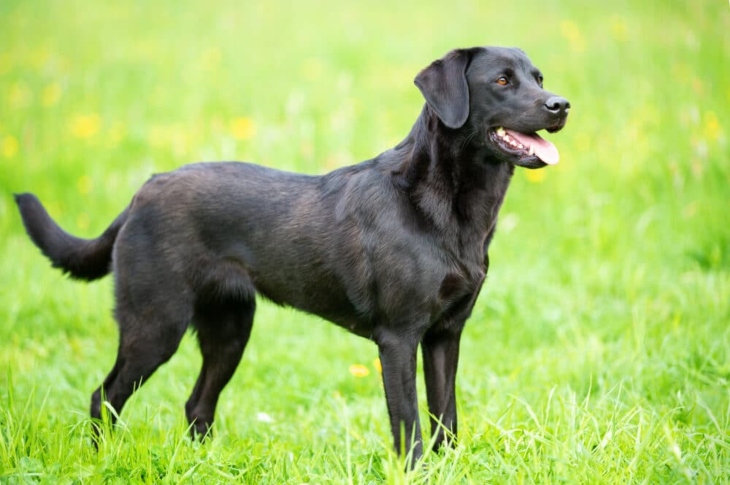 Physical Characteristics of dogs