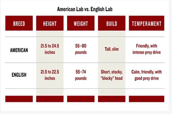 american lab vs english lab