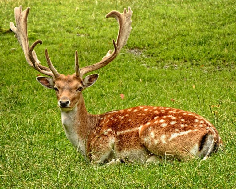 The Complete Beginner’s Handbook to Deer Hunting