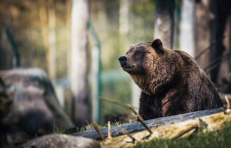 Tips for bear hunting in North America